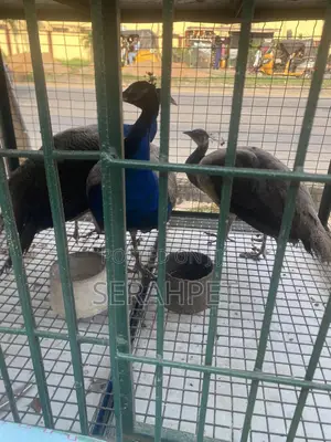 Peacock Birds Available for Sale