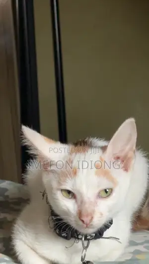 3-6 months Female Purebred Cat