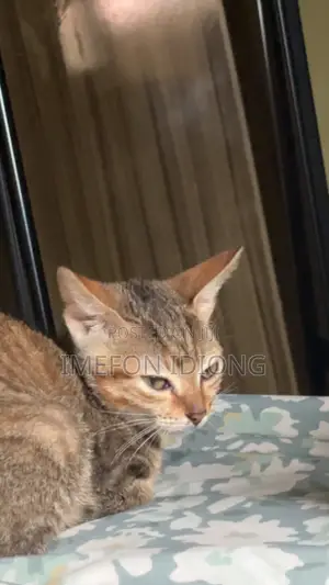3-6 months Female Purebred Cat
