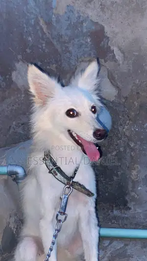 6-12 months Female Purebred American Eskimo