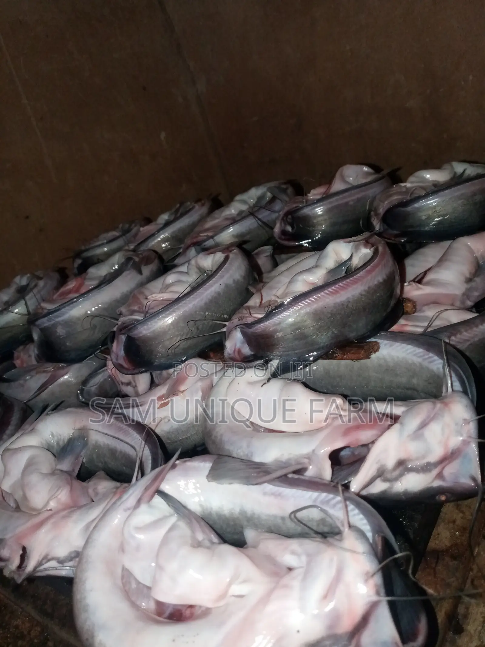 Smoked Catfish