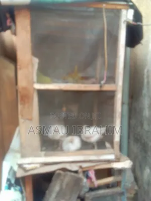 Broiler Cage