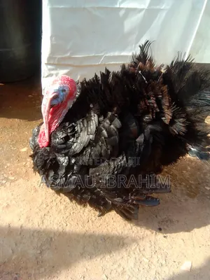 Local Turkey for Sale