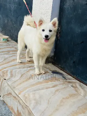 3-6 months Female Purebred American Eskimo