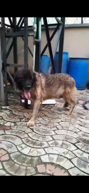 1+ year Female Purebred Caucasian Shepherd