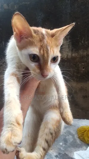 3-6 months Female Purebred American Shorthair