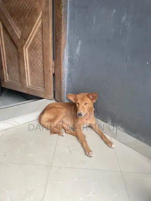 1+ year Female Purebred Basenji