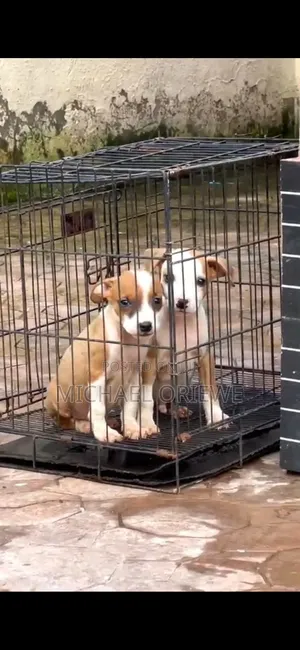 3-6 months Male Purebred American Pit Bull Terrier