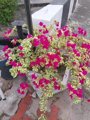 Gardener/Flower Supplies