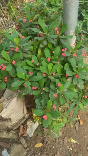 Excellent Amazing Gardener/Flower Supply
