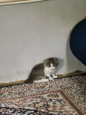 1-3 months Female Mixed Breed American Curl