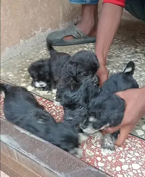 0-1 month Female Purebred Lhasa Apso