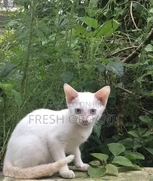 3-6 months Male Purebred American Shorthair