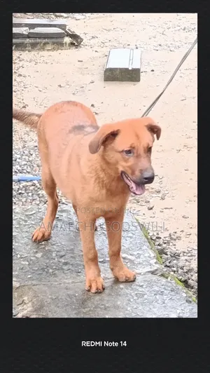 6-12 months Female Mixed Breed German Shepherd