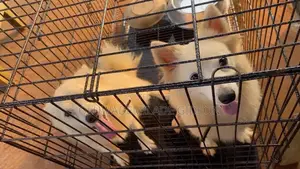6-12 months Female Purebred American Eskimo