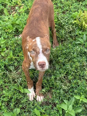 1-3 months Male Purebred American Pit Bull Terrier