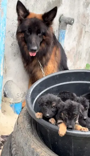 1-3 months Female Purebred German Shepherd