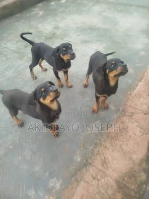 3-6 months Female Purebred Rottweiler