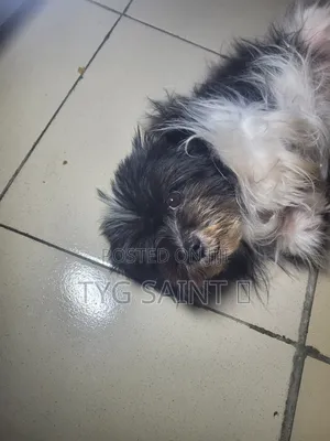 1+ year Male Purebred Lhasa Apso