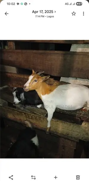 Matured Female Pregnant Goat for Sale (Two Kids or More)