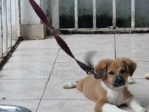 1-3 months Female Mixed Breed Cocker Spaniel