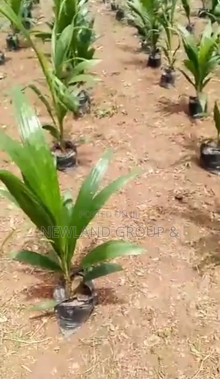 Farm, Earn Without Lifting a Finger