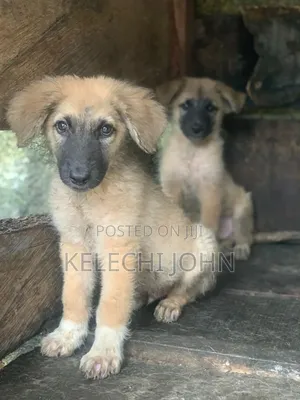 1-3 months Male Mixed Breed Caucasian Shepherd