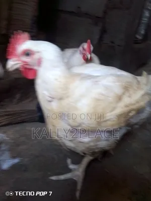 Mature Broiler Chickens