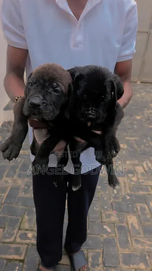 1-3 months Male Purebred Cane Corso