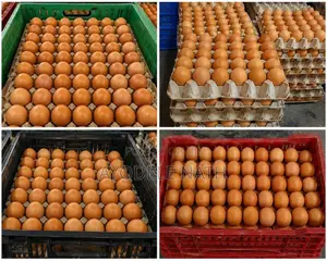 Medium Sized Egg