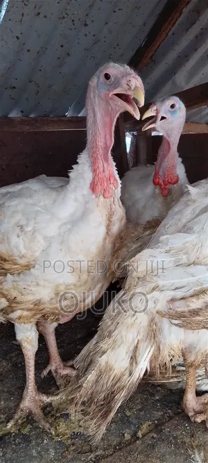 Foreign Turkey