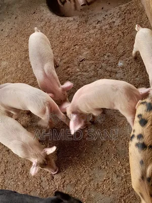  Premium Live Pigs | Wholesale Retail Supply
