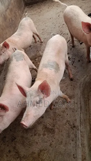 Premium Healthy Pregnant Pig for Sale