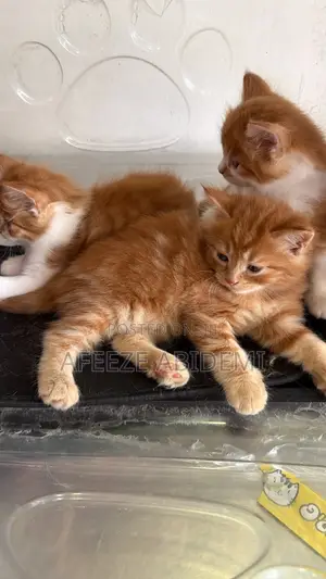 1-3 months Male Purebred Persian