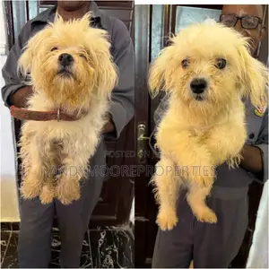 1+ year Female Purebred Lhasa Apso