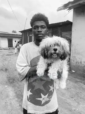 1+ year Male Purebred Lhasa Apso