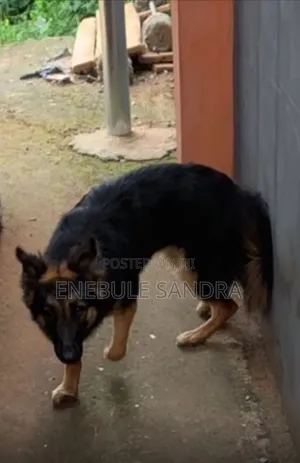 6-12 months Male Purebred German Shepherd