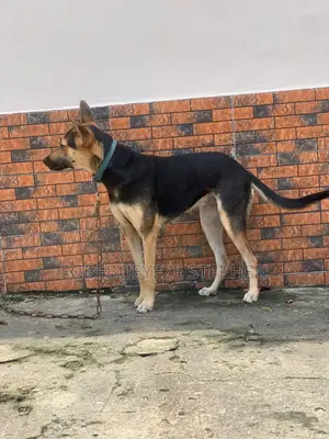 1+ year Female Purebred German Shepherd