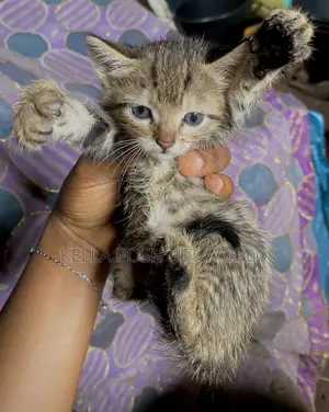 0-1 month Female Mixed Breed Tabby