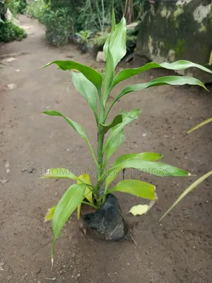 Lucky Bamboo Plant