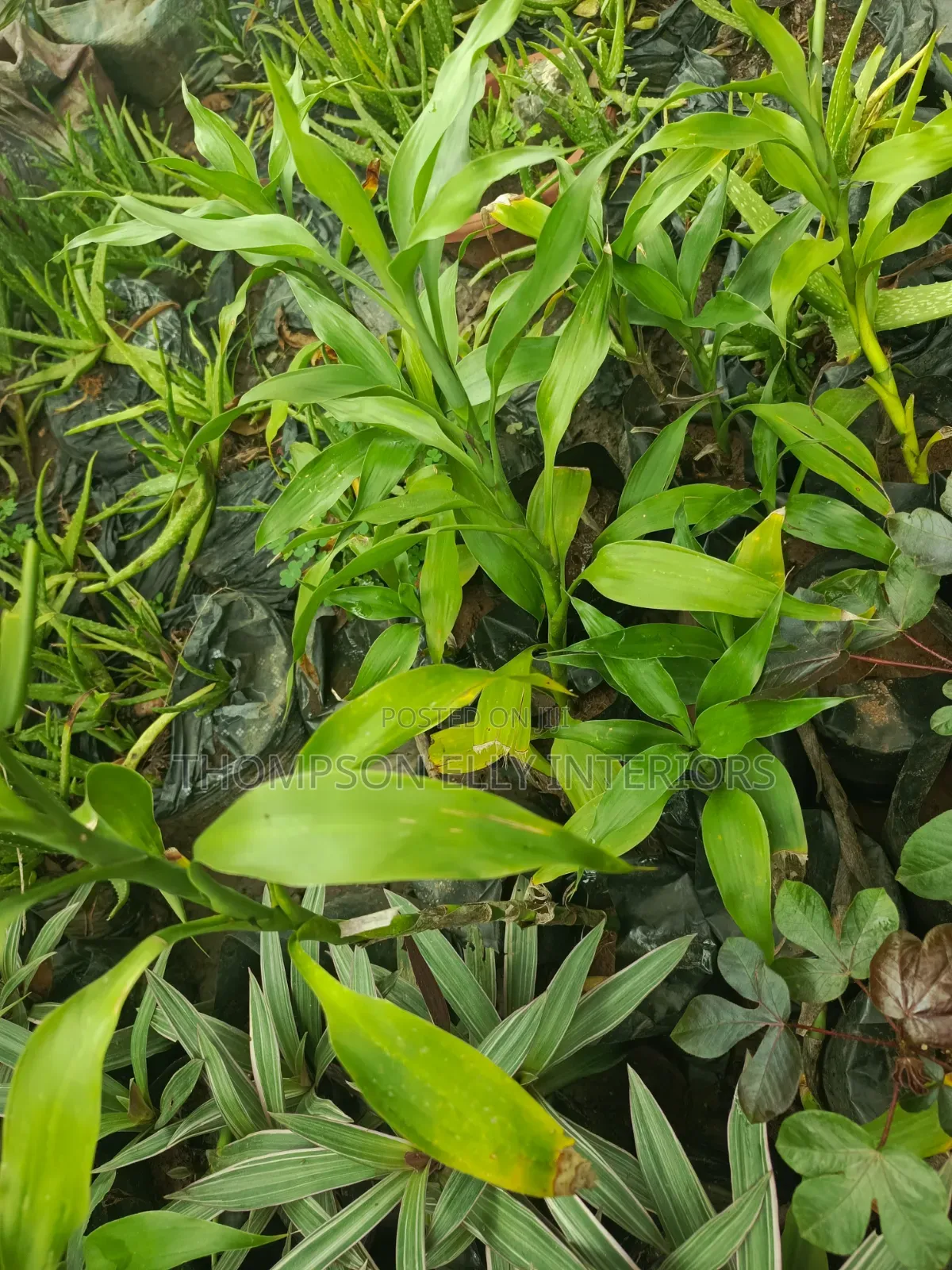 Lucky Bamboo Plant