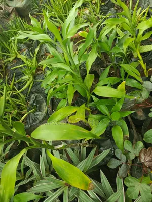 Lucky Bamboo Plant