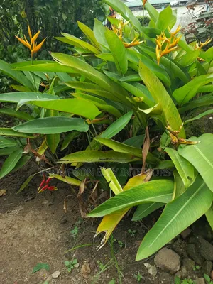 False Bird of Paradise