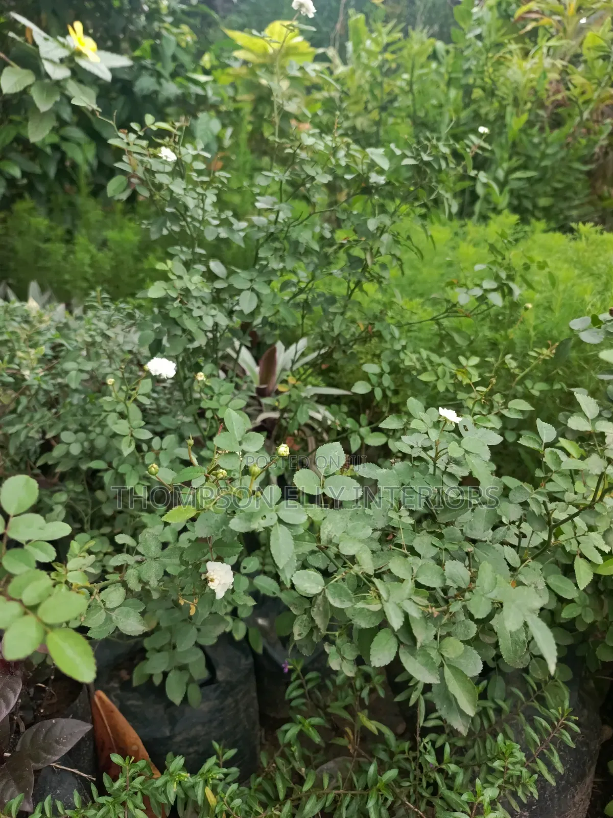 White Rose