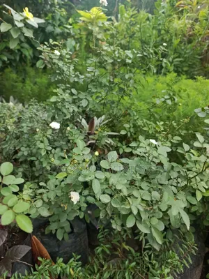 White Rose