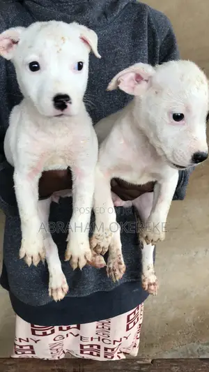 1-3 months Female Purebred American Pit Bull Terrier
