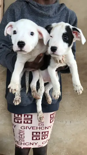 1-3 months Female Purebred American Pit Bull Terrier