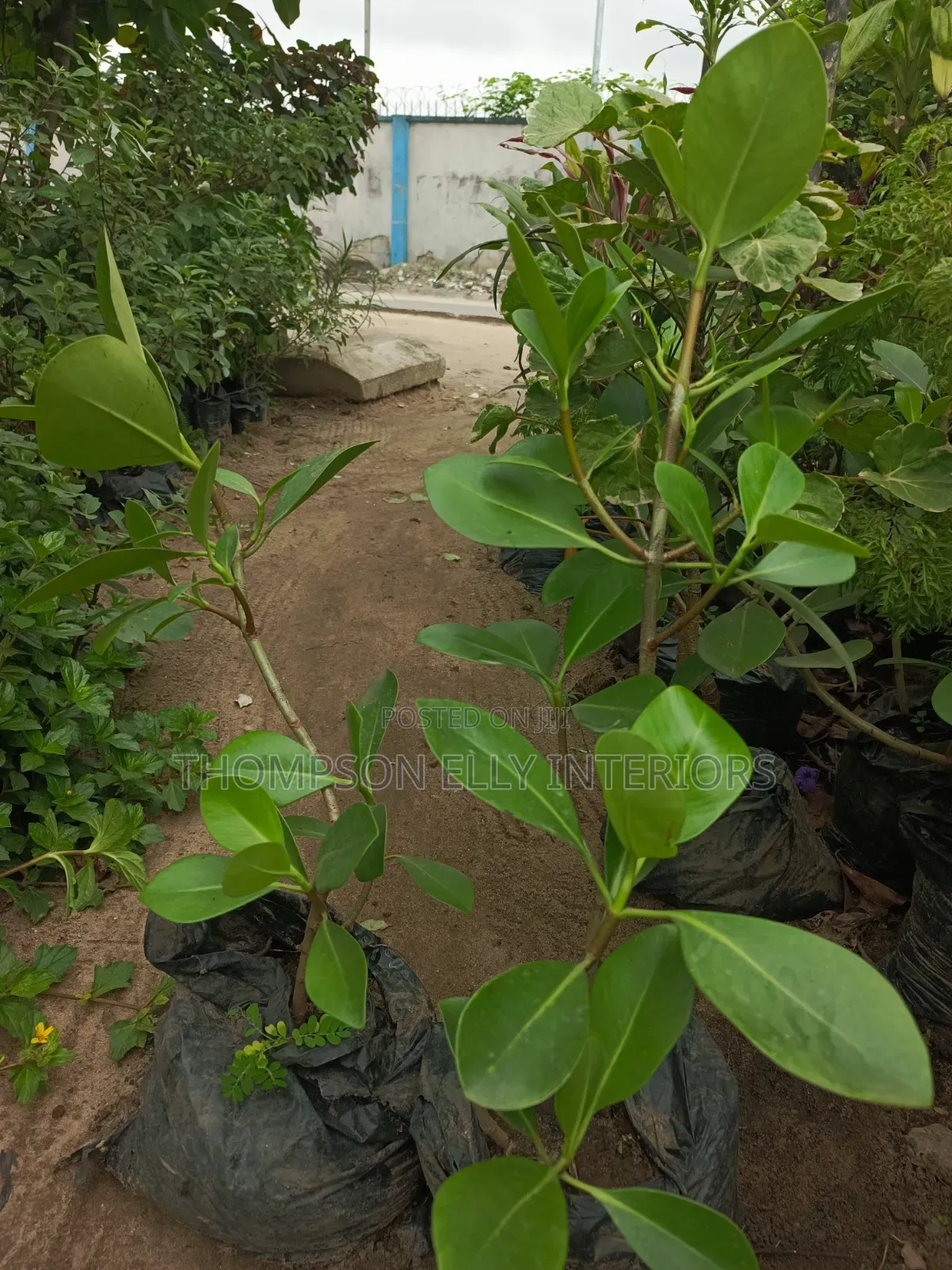 Autograph Tree AKA Rubber Plant