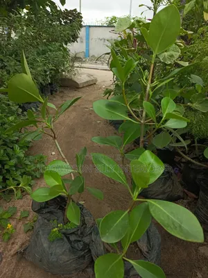 Autograph Tree AKA Rubber Plant