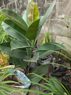 Autograph Tree AKA Rubber Plant